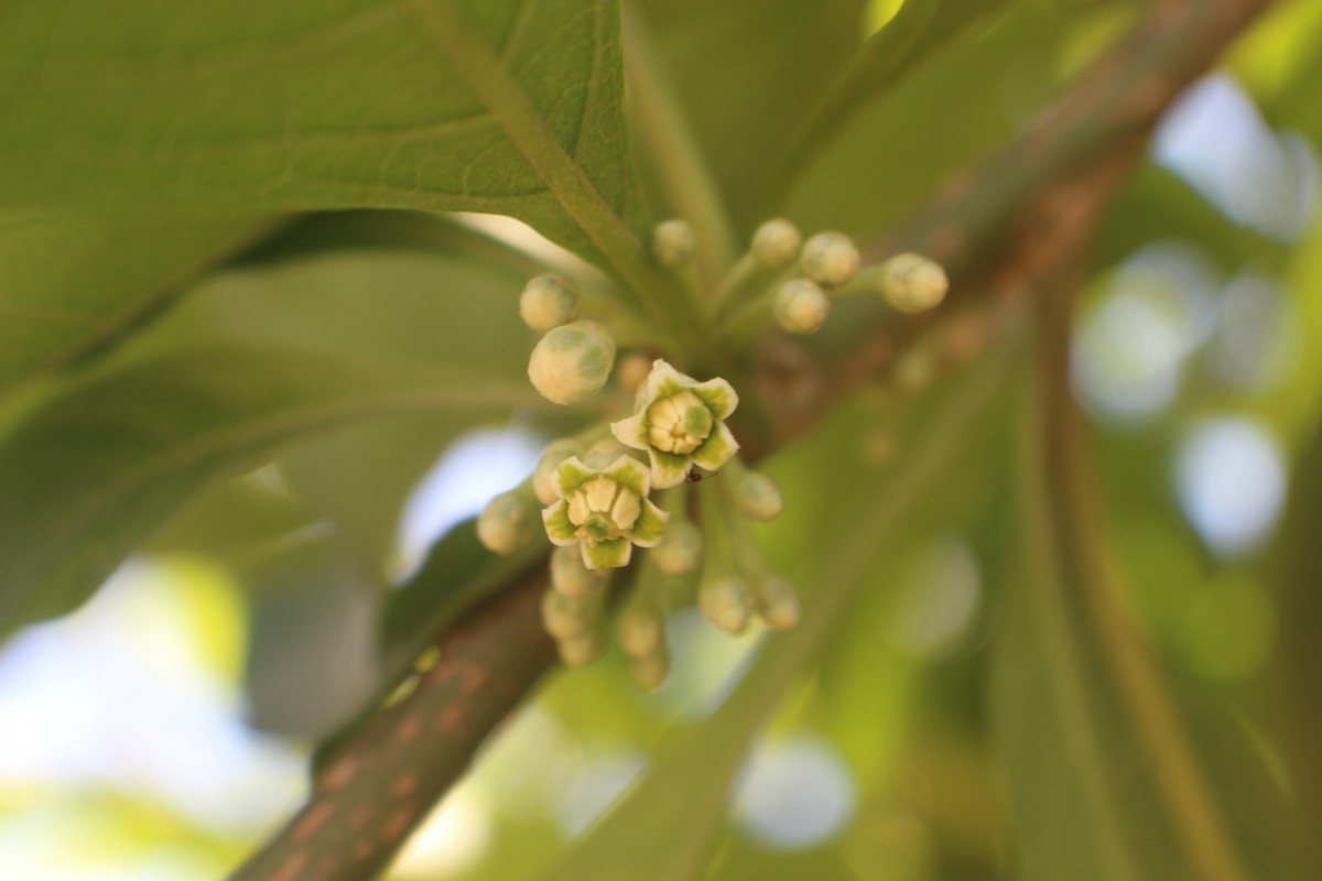 Iochroma arborescens (L.) J.M.H.Shaw